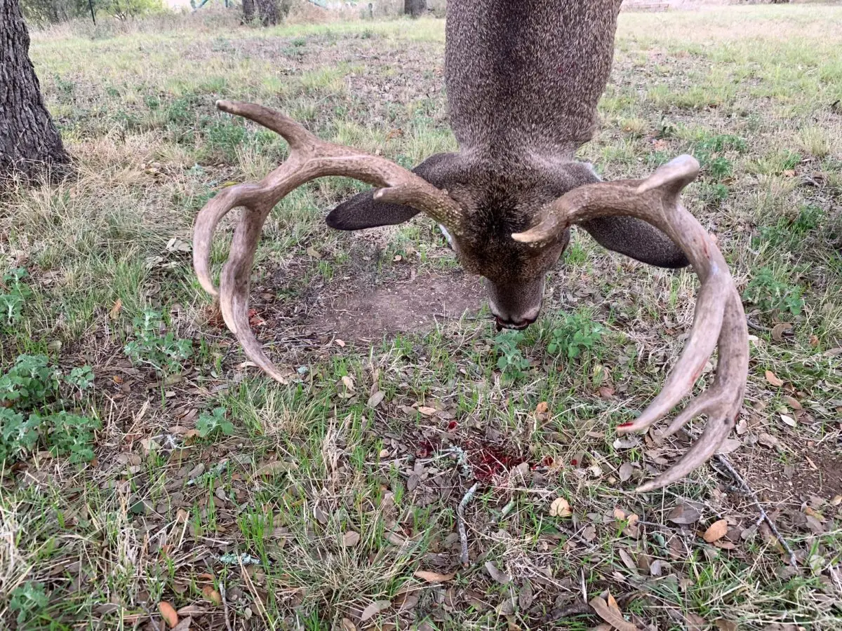 Trophy Bucks on the K-9 Ranch